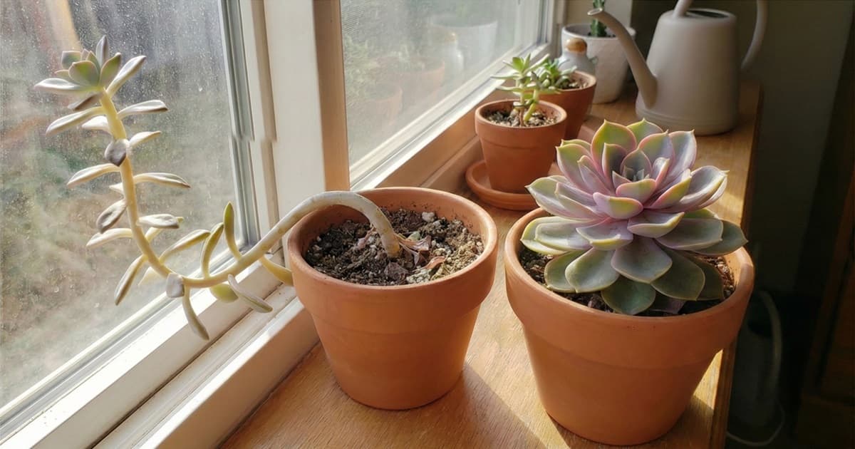The Ultimate Guide to Fixing Leggy Succulents (Etiolation)