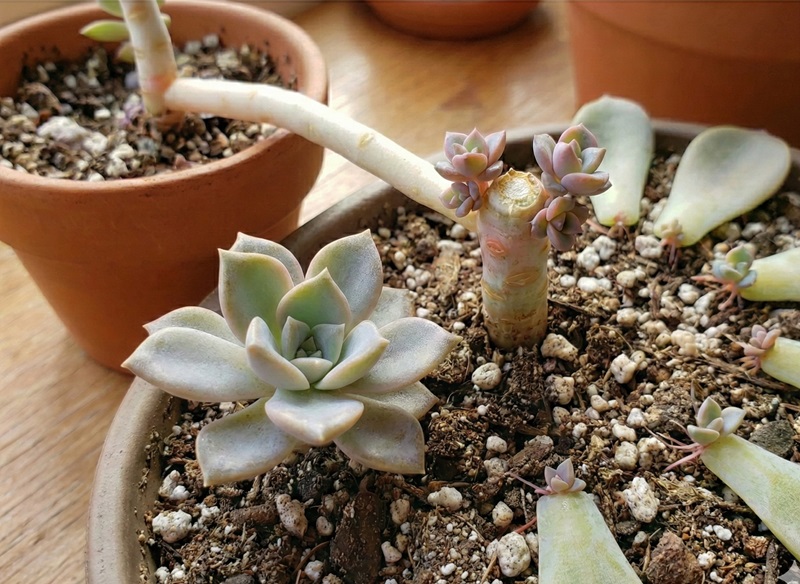 A beheaded succulent stump sprouting new pups and leaves propagating
